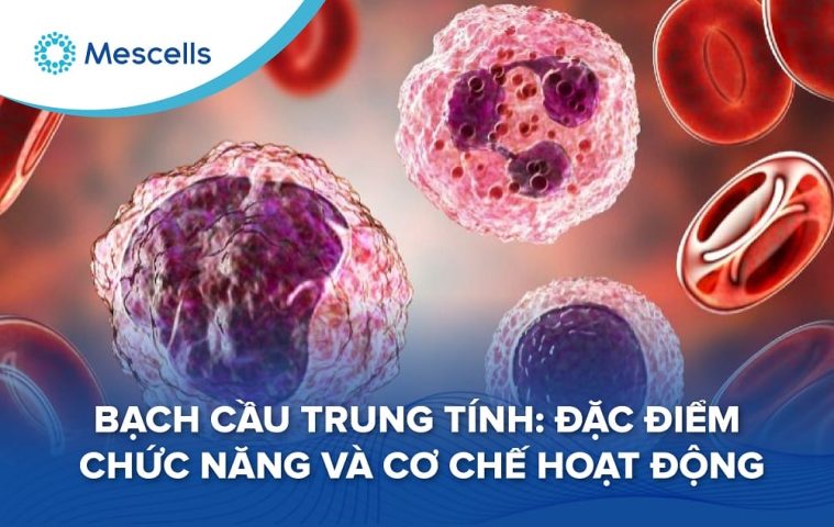 Bạch cầu trung tính-01
