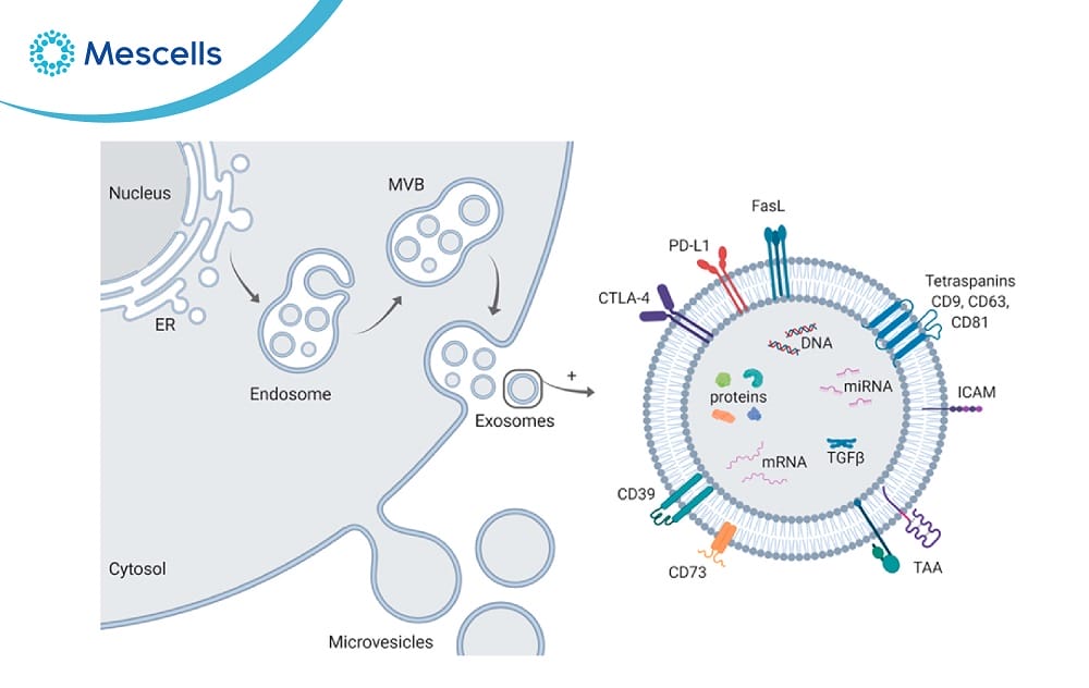 Exosome là gì-02