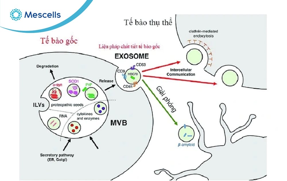 Exosome là gì-03