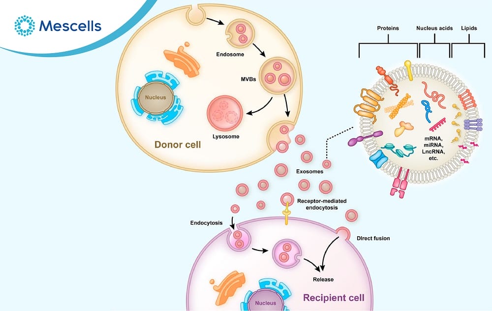 Exosome là gì-04