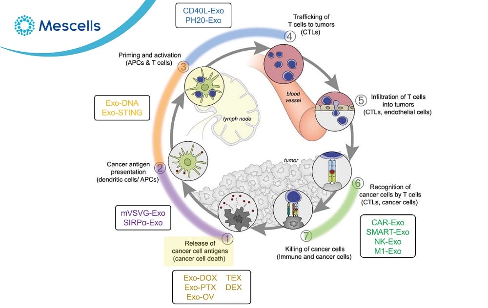 Exosome là gì-05