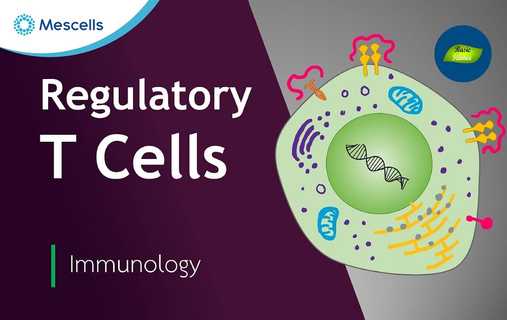 Khám phá về tế bào T điều hòa-02
