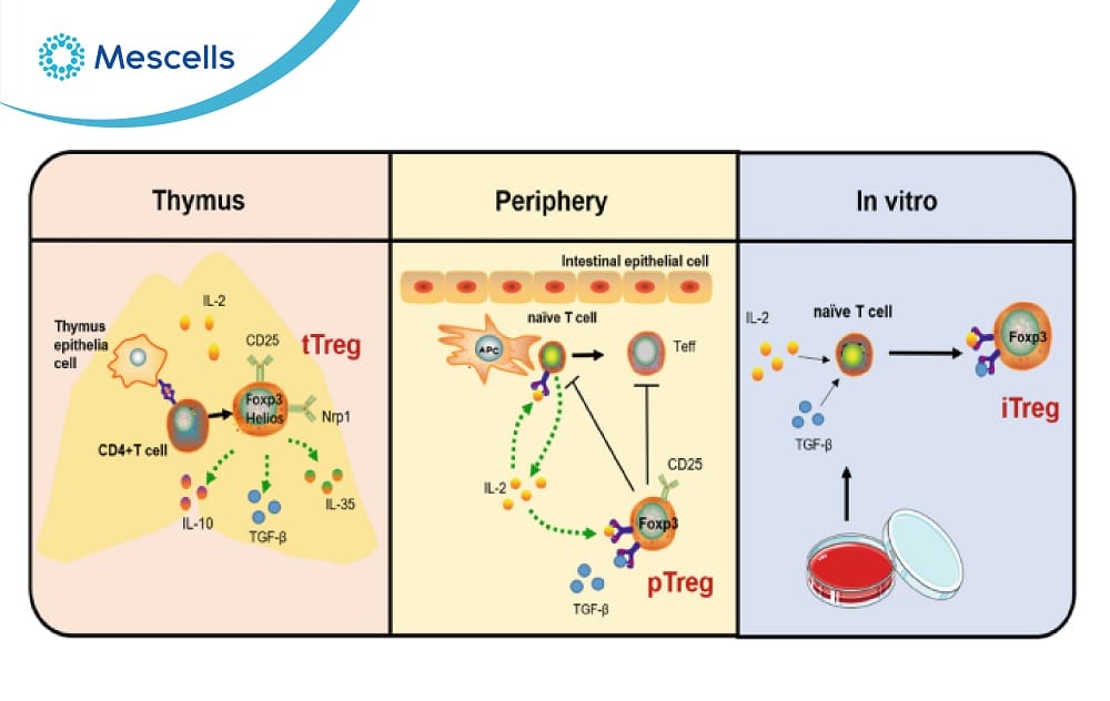 Khám phá về tế bào T điều hòa-03