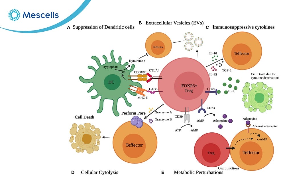 Khám phá về tế bào T điều hòa-04