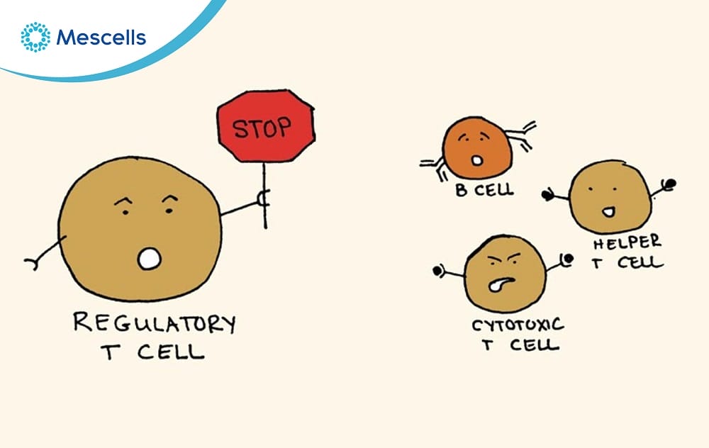 Khám phá về tế bào T điều hòa-05
