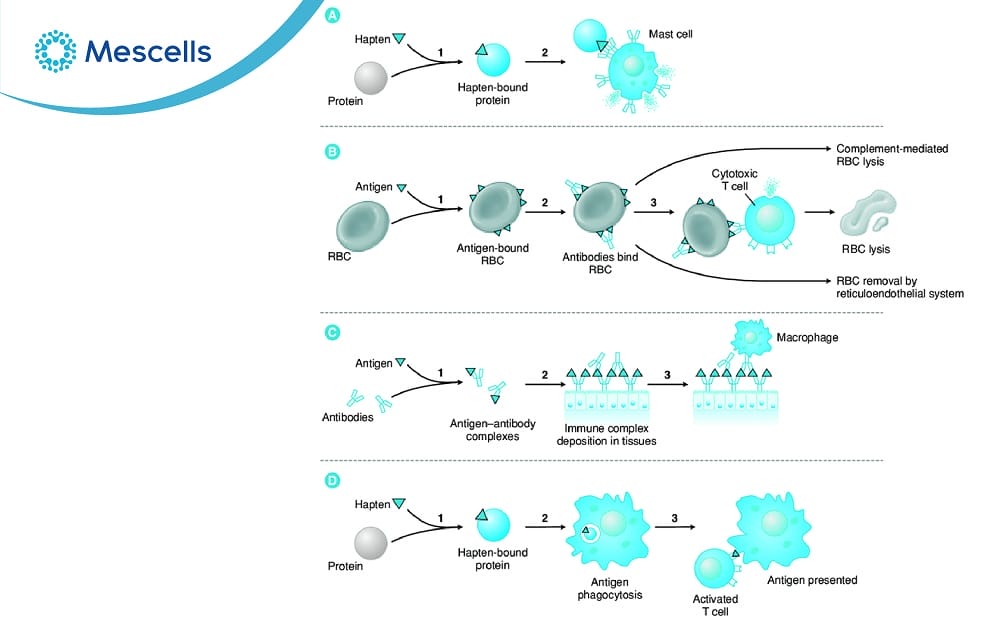 Phản ứng quá mẫn-03