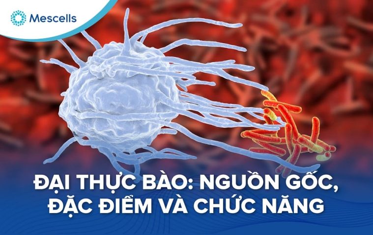 Đại thực bào Nguồn gốc, đặc điểm và chức năng-01