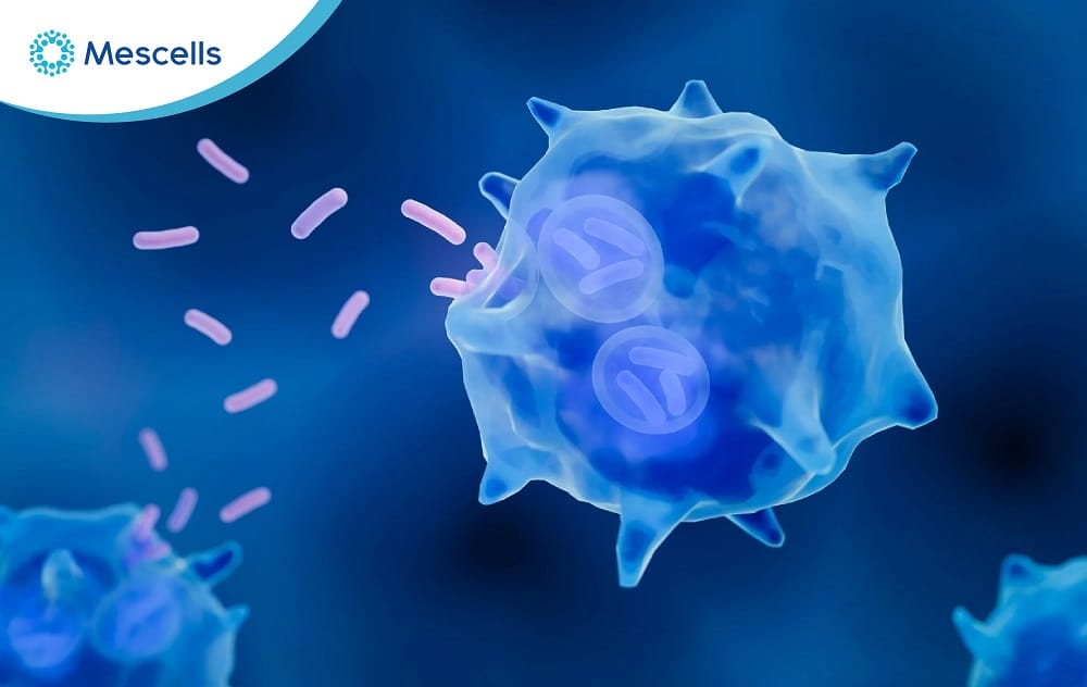 Đại thực bào Nguồn gốc, đặc điểm và chức năng-02