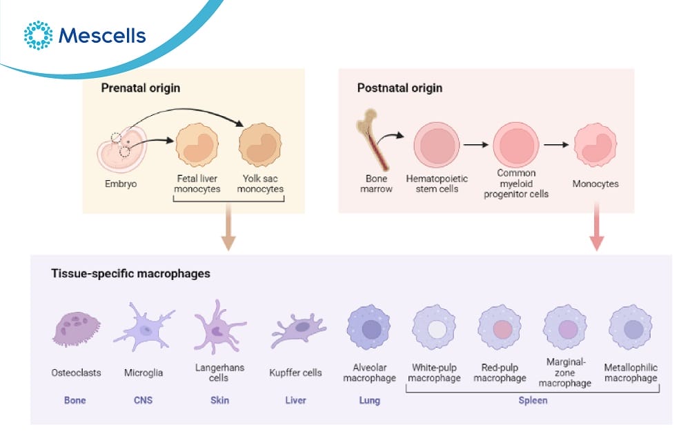 Đại thực bào Nguồn gốc, đặc điểm và chức năng-03