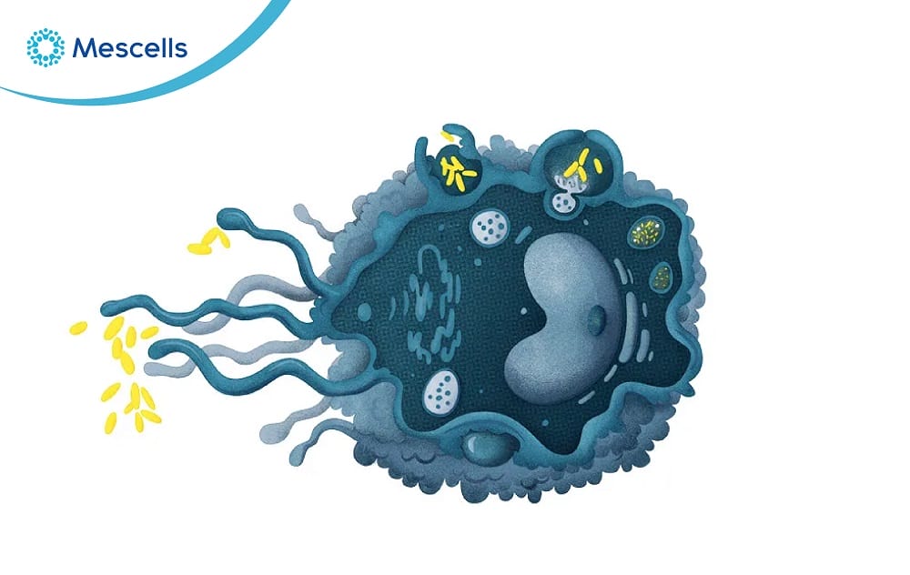 Đại thực bào Nguồn gốc, đặc điểm và chức năng-04