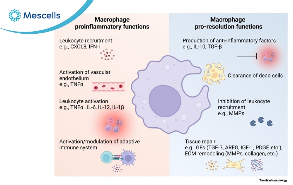 Đại thực bào Nguồn gốc, đặc điểm và chức năng-05