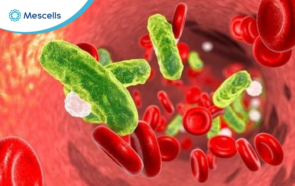 Đại thực bào Nguồn gốc, đặc điểm và chức năng-06