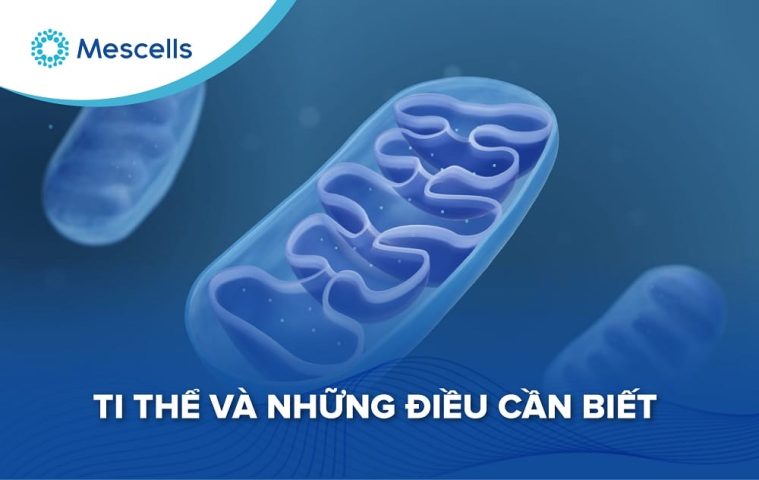 Hiểu đúng về Ti thể-01