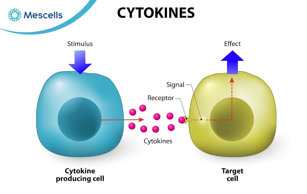 Hiểu đúng về cytokine-02