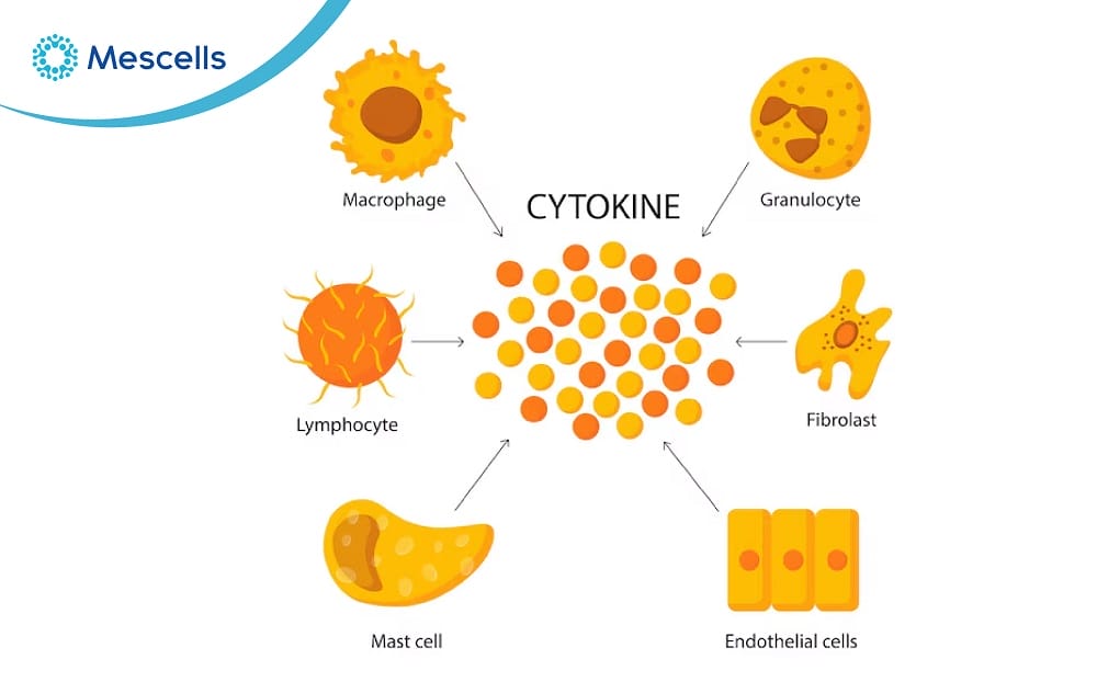 Hiểu đúng về cytokine-04