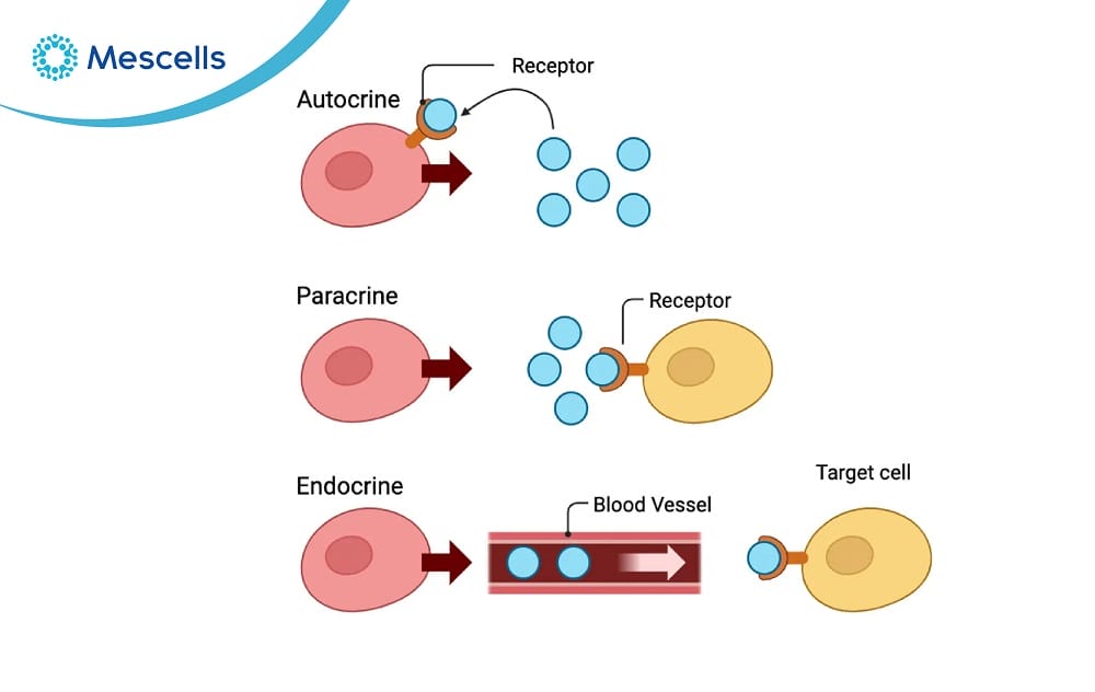 Hiểu đúng về cytokine-05