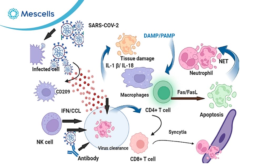 Hiểu đúng về cytokine-06
