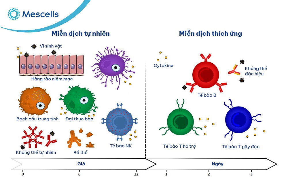Tăng cường hệ miễn dịch-02