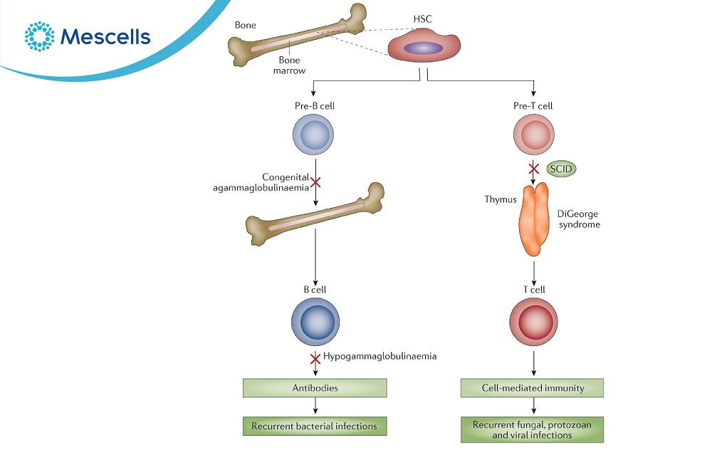 Tăng cường hệ miễn dịch-03
