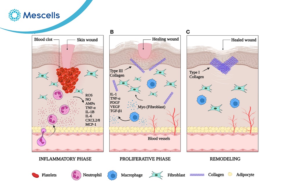 Tăng cường hệ miễn dịch-04