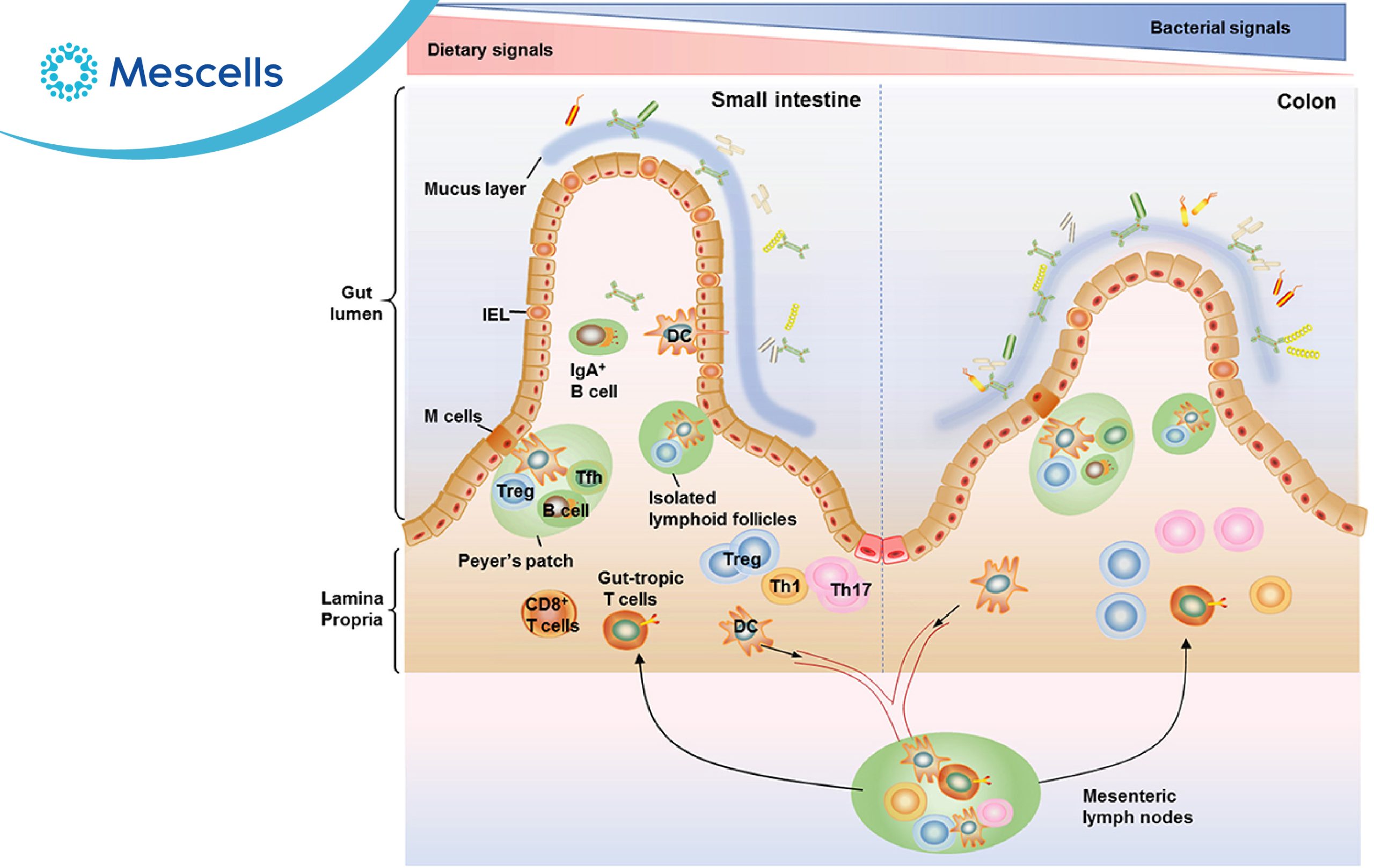 Tăng cường hệ miễn dịch-05