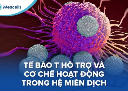 Tế bào T hỗ trợ và cơ chế hoạt động trong hệ miễn dịch-01