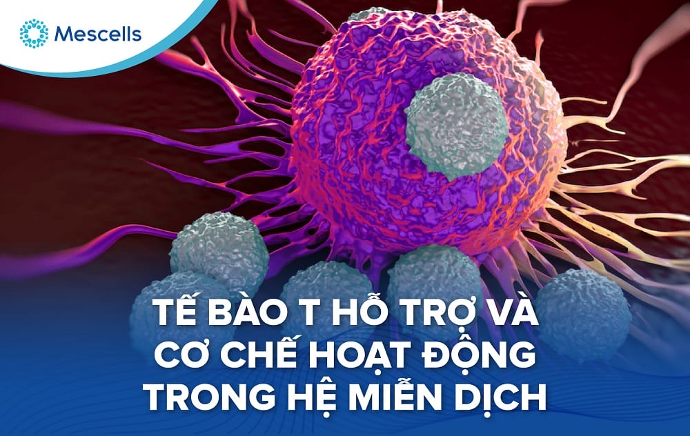 Tế bào T hỗ trợ và cơ chế hoạt động trong hệ miễn dịch-01