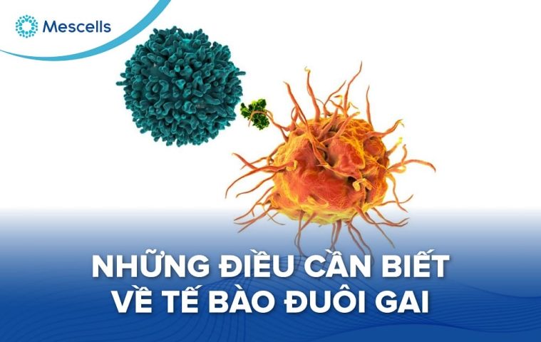 Tế bào đuôi gai-01