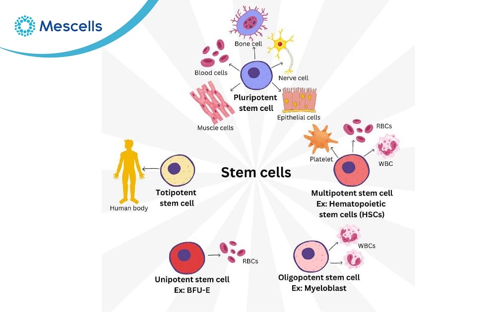 Tế bào gốc và các ứng dụng trong y học-04