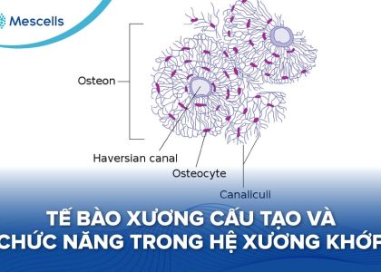 Tế bào xương-01