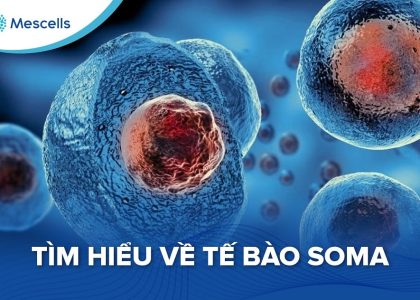 Tìm hiểu về tế bào soma-01