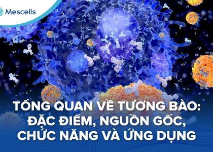 Tổng quan về tương bào-01