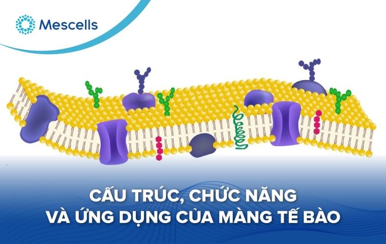 màng tế bào-01