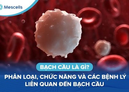 Bạch cầu là gì-01