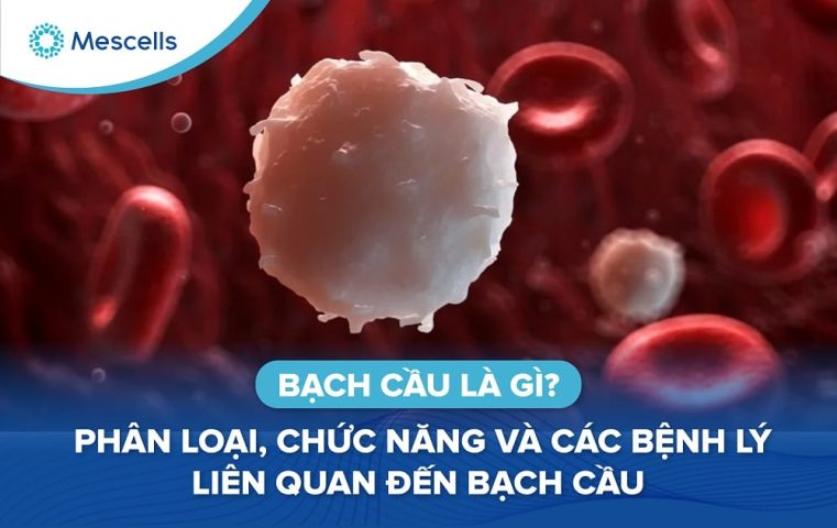 Bạch cầu là gì-01