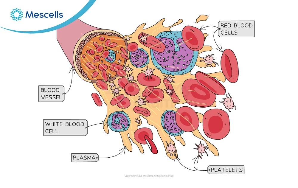 Bạch cầu là gì-02