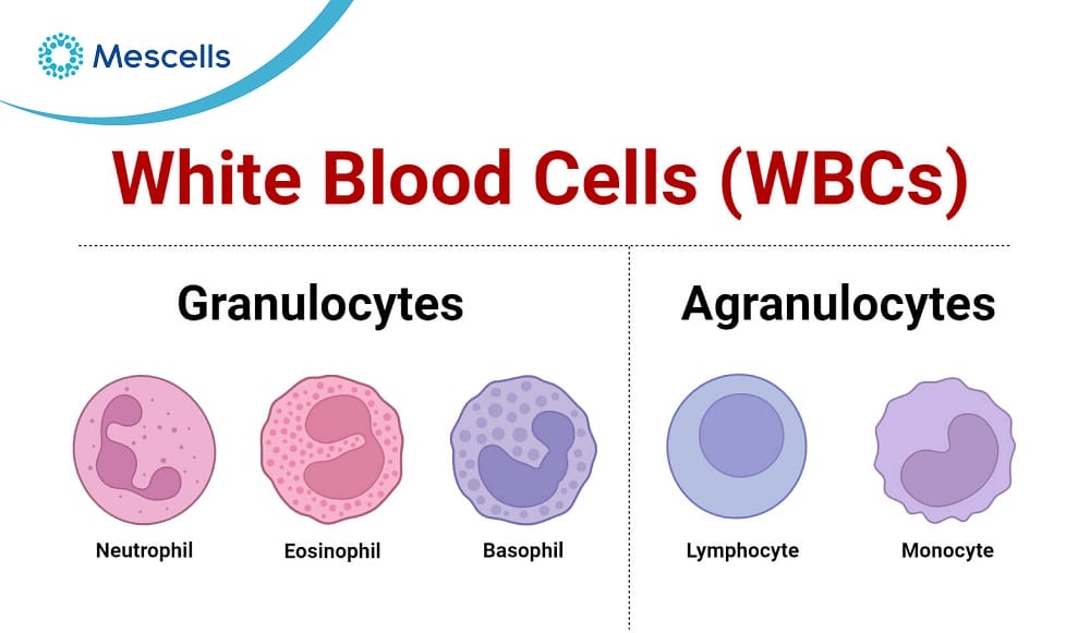 Bạch cầu là gì-03