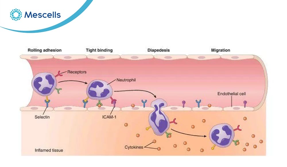 Bạch cầu là gì-04