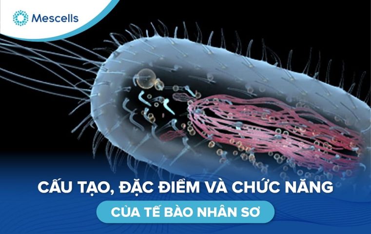 Cấu tạo, đặc điểm và chức năng của tế bào nhân sơ