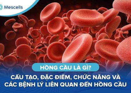 Hồng cầu là gì-01