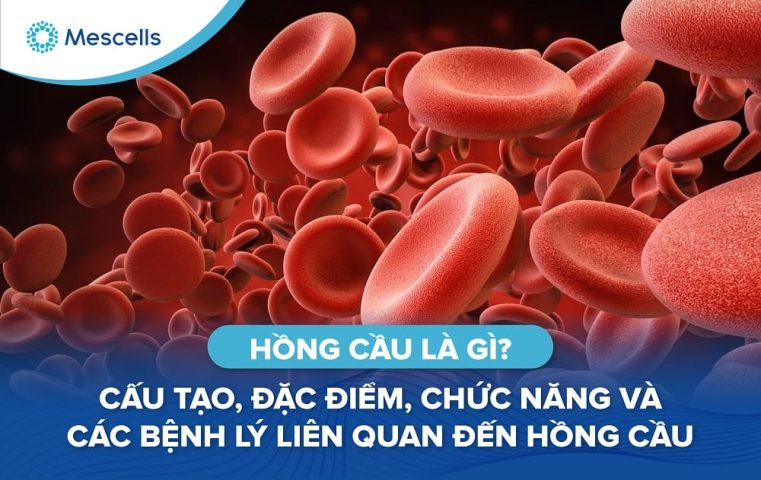 Hồng cầu là gì-01