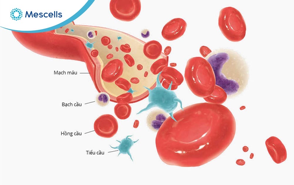 Hồng cầu là gì-02