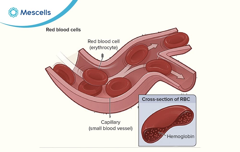 Hồng cầu là gì-03
