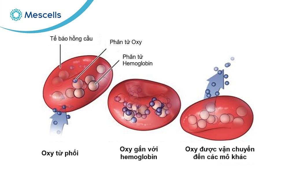 Hồng cầu là gì-04