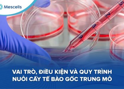 Quy trình nuôi cấy tế bào gốc trung mô