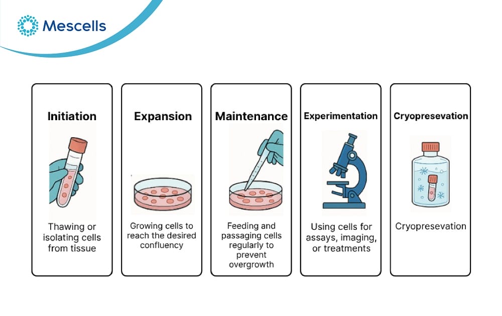 Quy trình nuôi cấy tế bào gốc trung mô