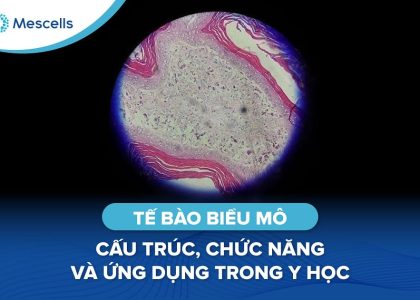 Tế bào biểu mô-01