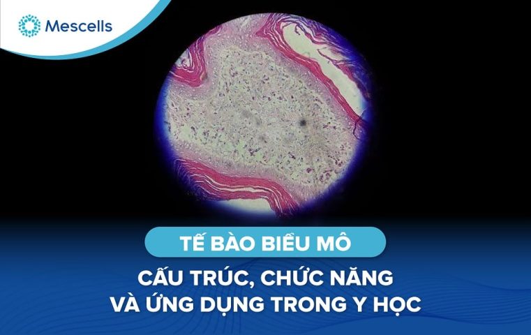 Tế bào biểu mô-01