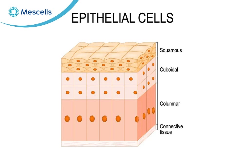 Tế bào biểu mô-02