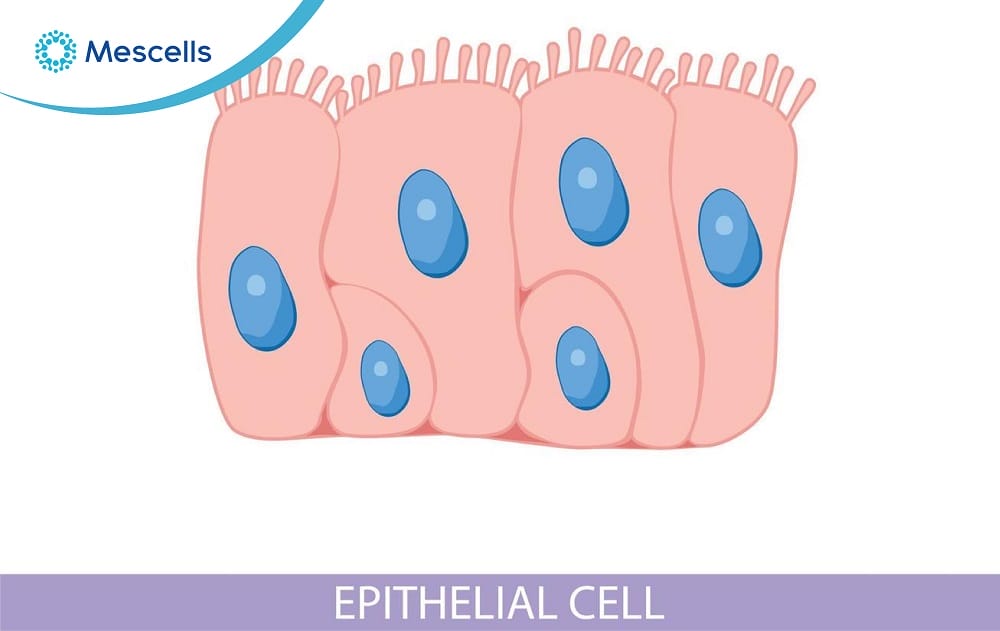 Tế bào biểu mô-03